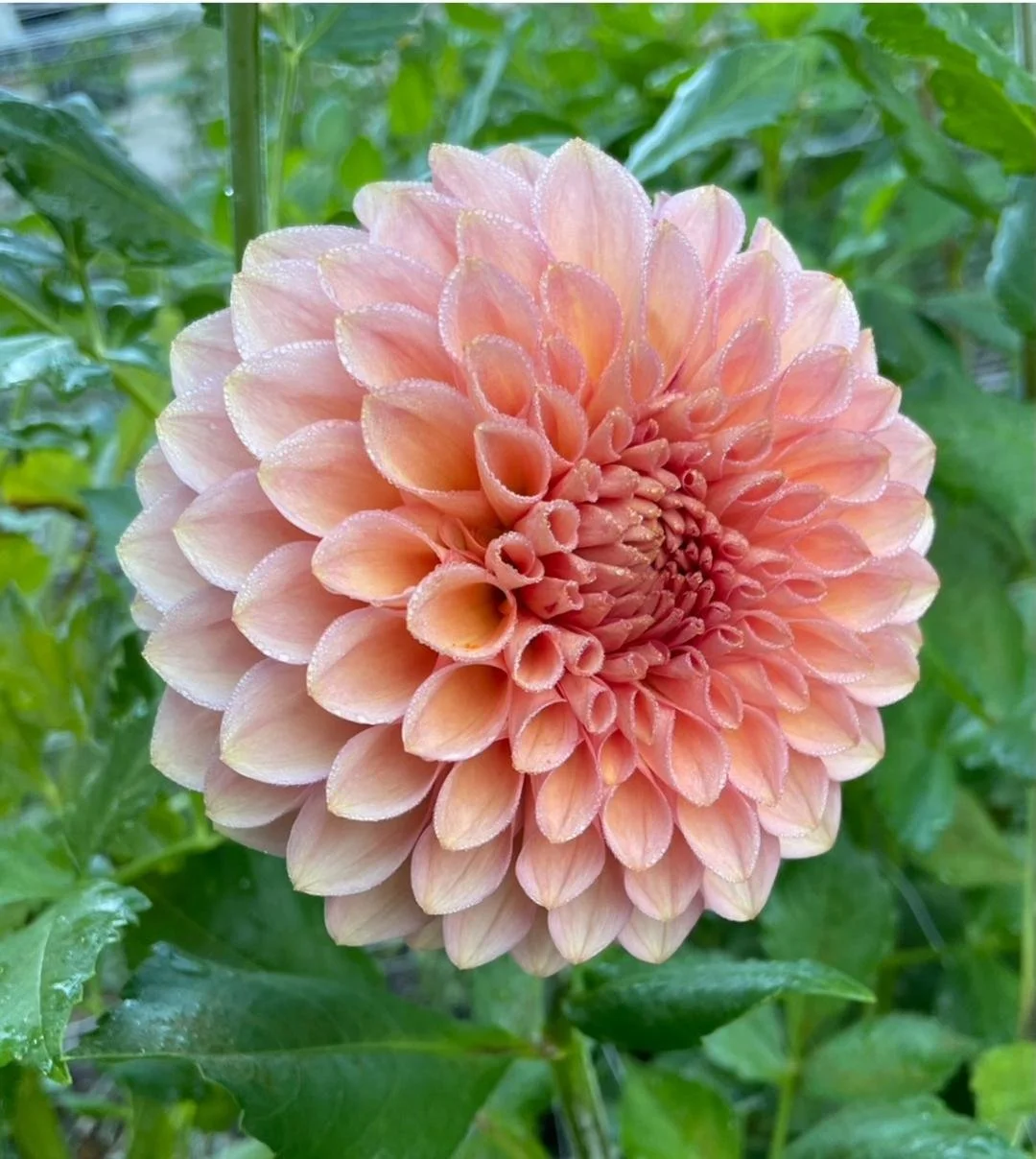 20TH AVE PINK CLOUD — Crazy 4 Dahlias